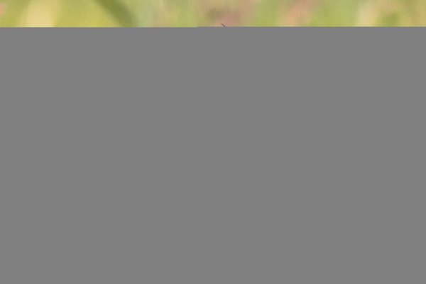 Découvrir les gorges et canyons spectaculaires du monde entier